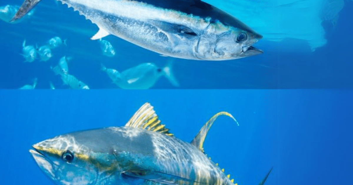 Bedanya Yellowfin
