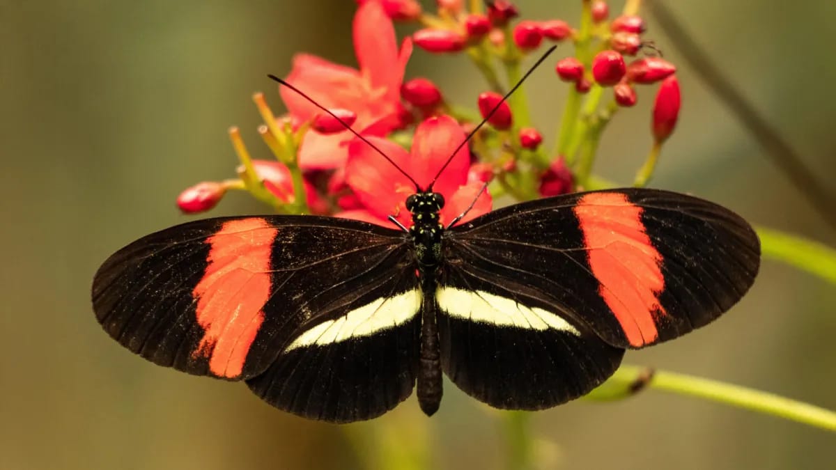 Ilustrasi kupu-kupu heliconius untuk artikel Rahasia Umur Panjang Kupu-Kupu Heliconius